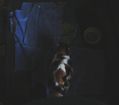 Monkey in the garage.